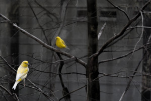 Two yellow birds sitting on tree branches